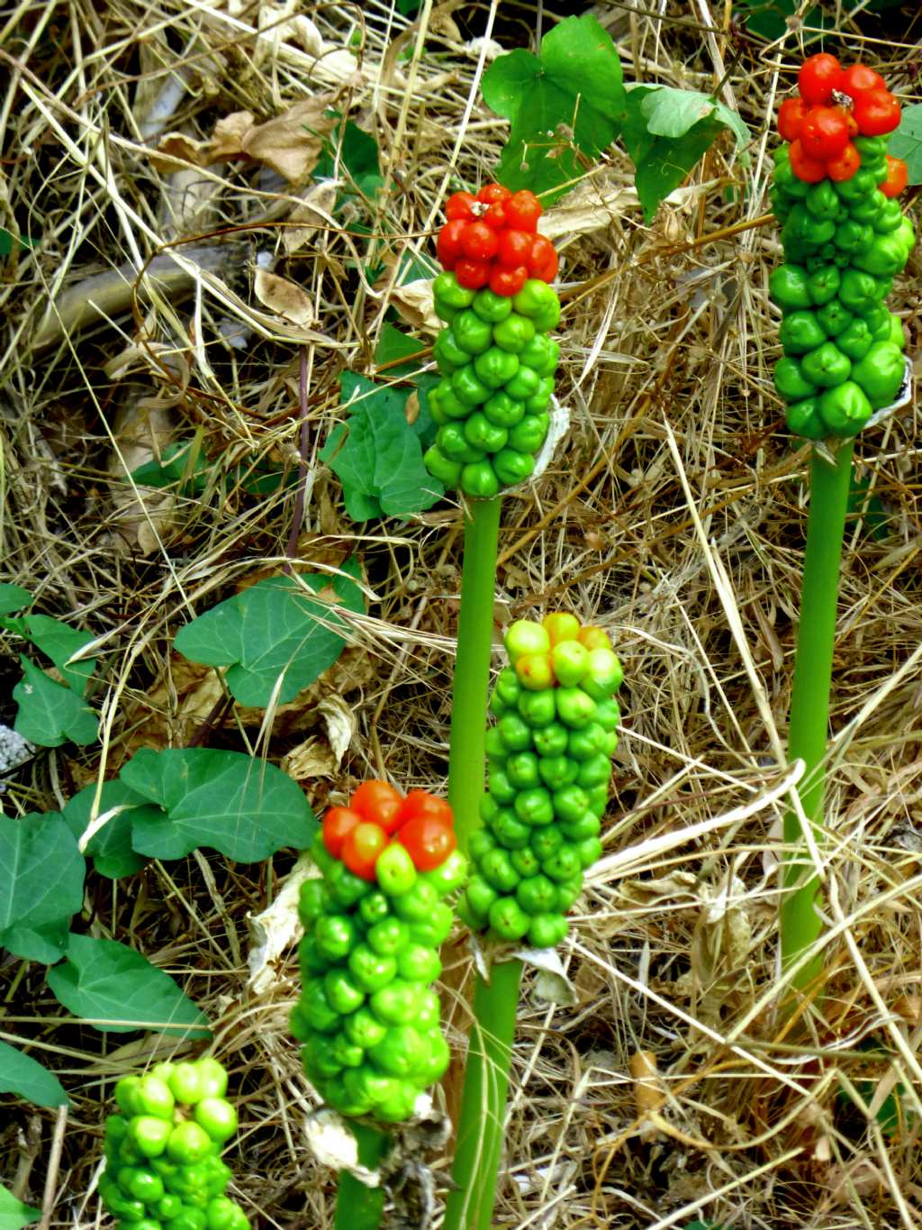 Arum cfr maculatum con bacche ed una domanda